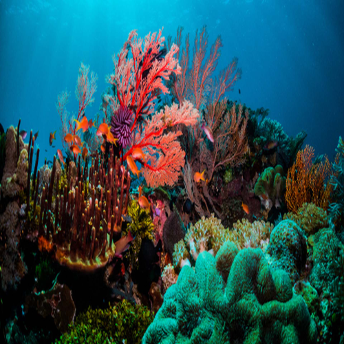 Las Palmas Reef Dive Site – Cozumel dive site in Cozumel, Mexico — underwater reef photo — gallery photo