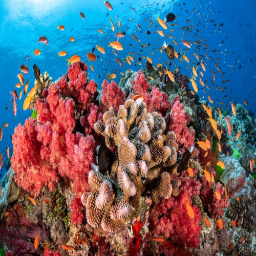 Las Palmas Reef Dive Site – Cozumel dive site in Cozumel, Mexico — underwater reef photo — gallery photo