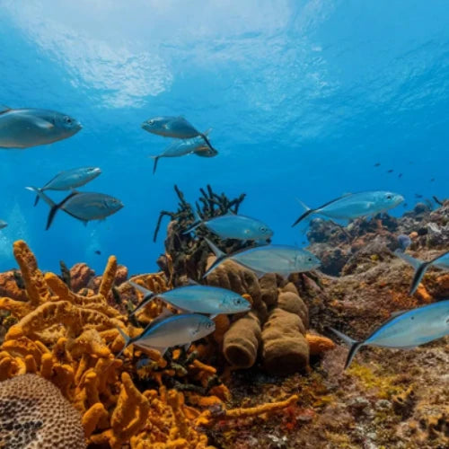 Las Palmas Reef Dive Site – Cozumel dive site in Cozumel, Mexico — underwater reef photo — gallery photo