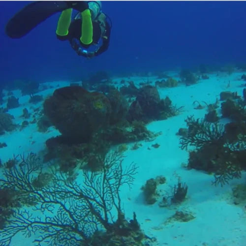 Las Palmas Reef Dive Site – Cozumel