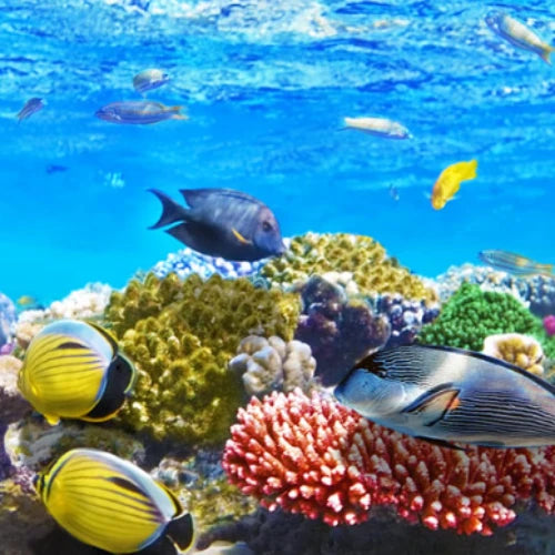 Los Atolones Reef Cozumel Dive Site