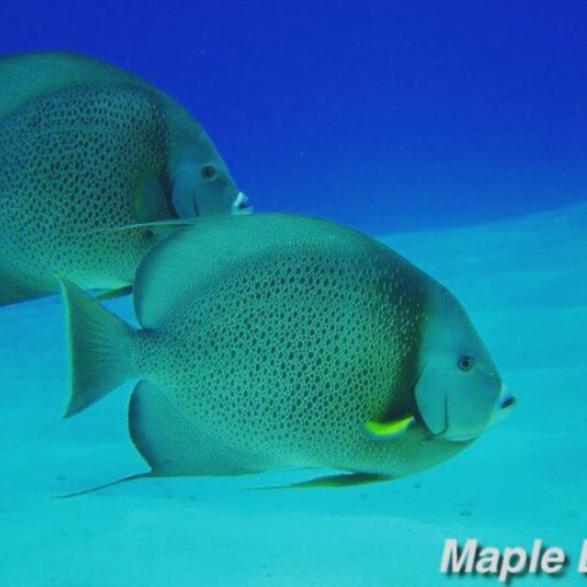 Maple Leaf Scuba Cozumel: The Complete Guide — Cozumel, Mexico