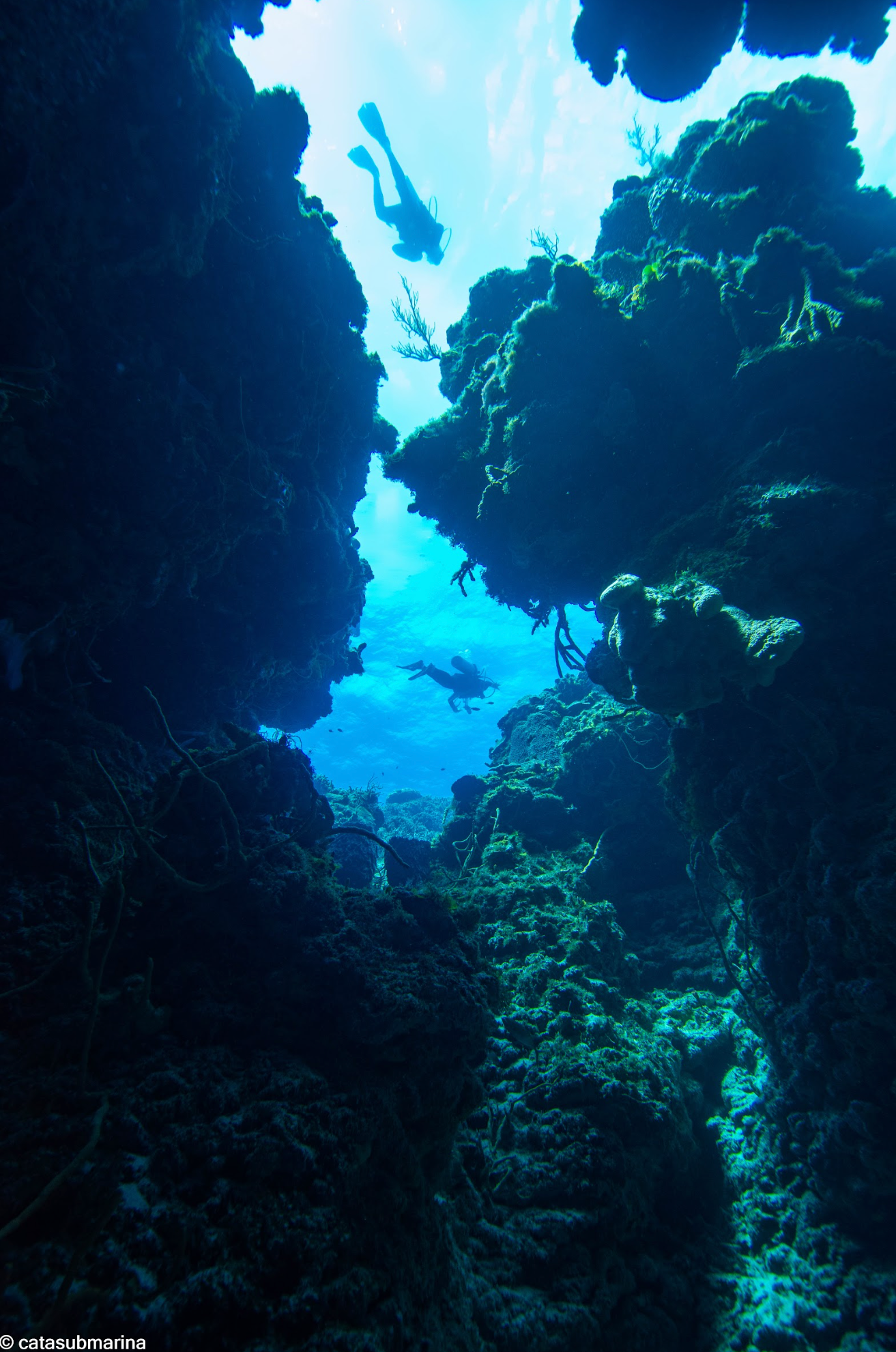 Octavio Silvestrus — freelance dive professional in Cozumel, Mexico — gallery photo