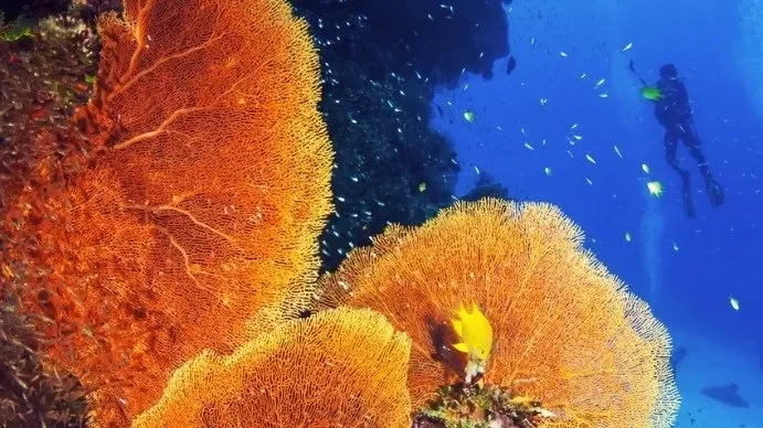 PADI Coral Reef Conservation Course in Cozumel