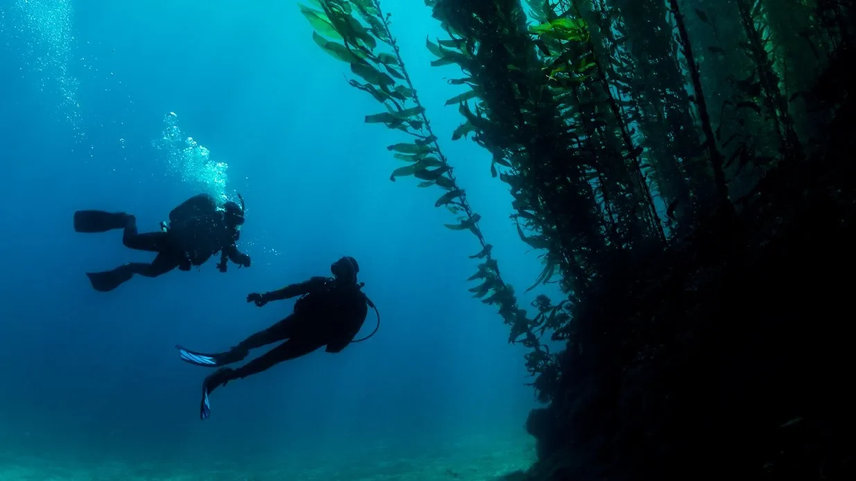 PADI Deep Diver Course in Cozumel
