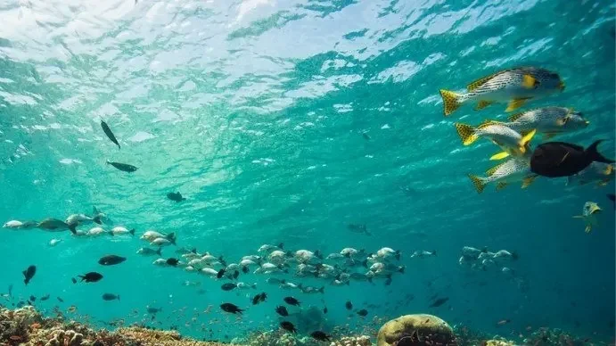PADI Fish Identification Course in Cozumel