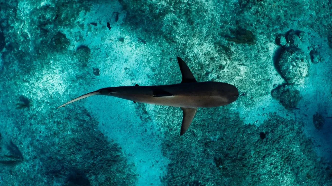 AWARE Shark and Ray Conservation Specialty Course in Cozumel