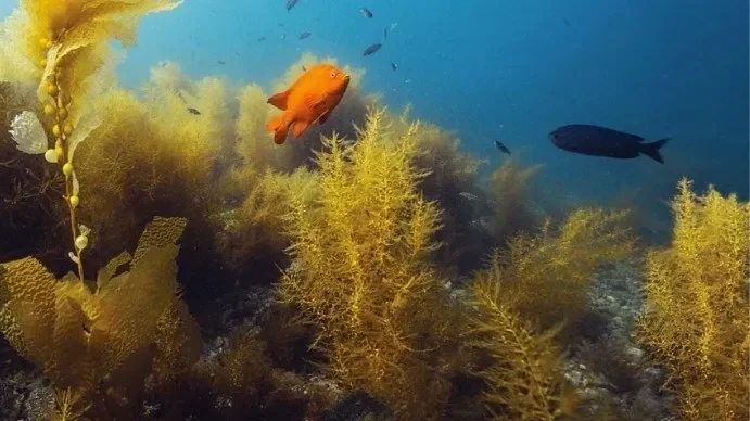 PADI Underwater Naturalist Specialty Course in Cozumel