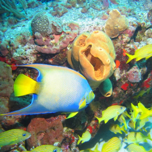 Palancar Bricks Reef Cozumel Dive Site dive site in Cozumel, Mexico — underwater reef photo — gallery photo
