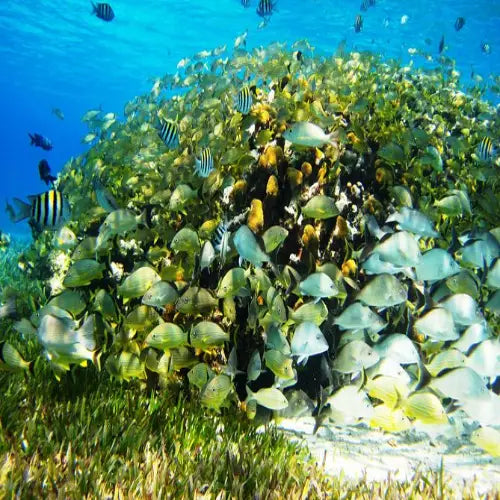 Palancar Gardens Reef Cozumel Dive Site dive site in Cozumel, Mexico — underwater reef photo — gallery photo