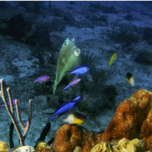 Palancar Horseshoe Reef Cozumel Dive Site dive site in Cozumel, Mexico — underwater reef photo — gallery photo