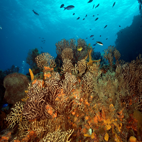 Paradise Reef Dive Site – Cozumel dive site in Cozumel, Mexico — underwater reef photo — gallery photo