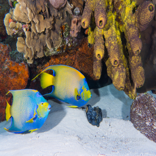Paradise Reef Dive Site – Cozumel dive site in Cozumel, Mexico — underwater reef photo — gallery photo