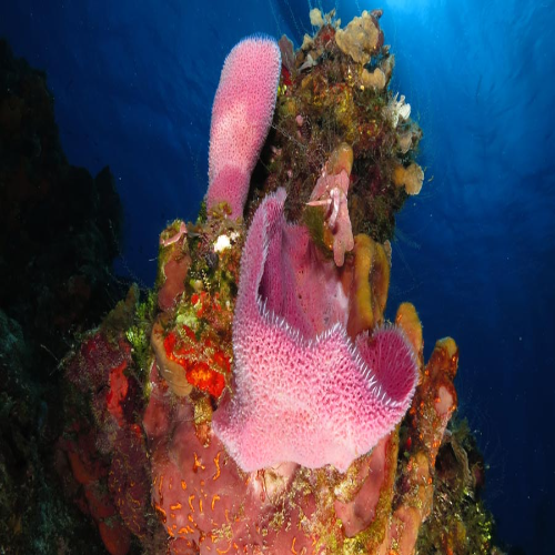 Paradise Reef Dive Site – Cozumel dive site in Cozumel, Mexico — underwater reef photo — gallery photo
