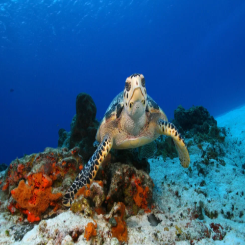 Paradise Reef Dive Site – Cozumel dive site in Cozumel, Mexico — underwater reef photo — gallery photo