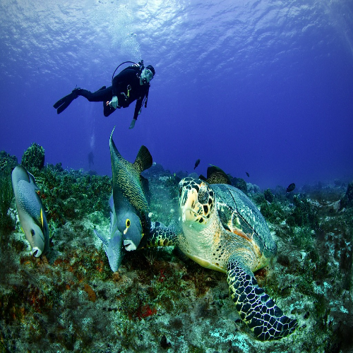 Paradise Reef Dive Site – Cozumel dive site in Cozumel, Mexico — underwater reef photo — gallery photo