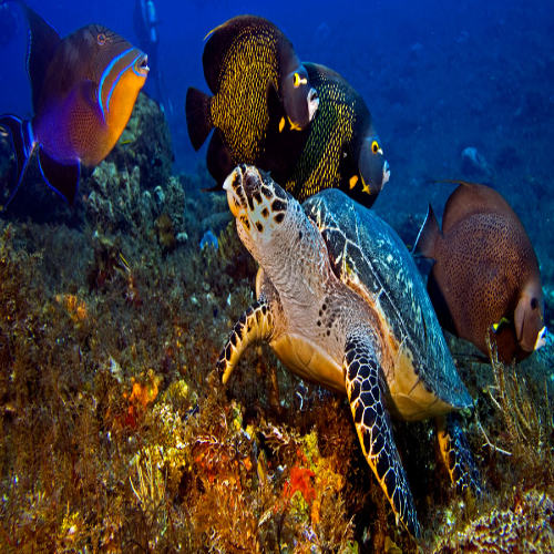 Paradise Reef Dive Site – Cozumel dive site in Cozumel, Mexico — underwater reef photo — gallery photo