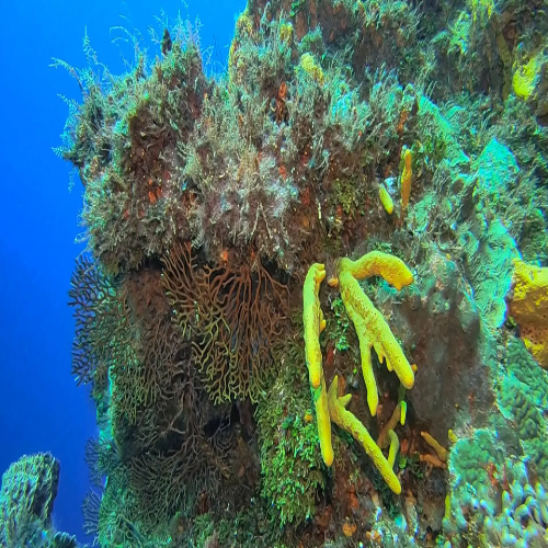 Paradise Reef Dive Site – Cozumel dive site in Cozumel, Mexico — underwater reef photo — gallery photo