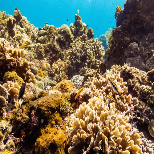 Paso del Cedral Reef Cozumel Dive Site dive site in Cozumel, Mexico — underwater reef photo — gallery photo
