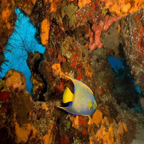 Punta Dalila Reef Cozumel Dive Site dive site in Cozumel, Mexico — underwater reef photo — gallery photo