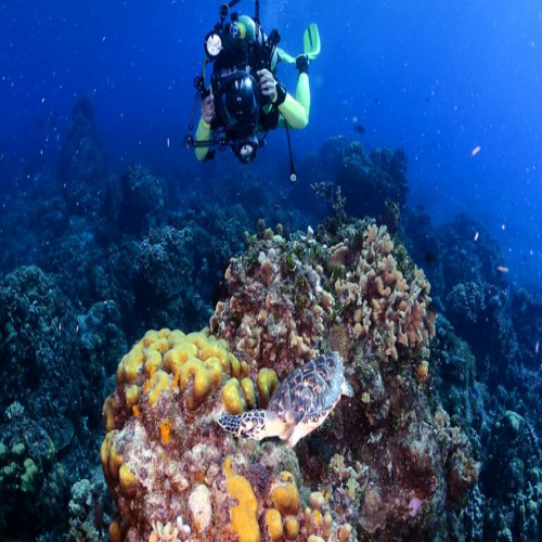 Punta Sur Reef Cozumel Dive Site