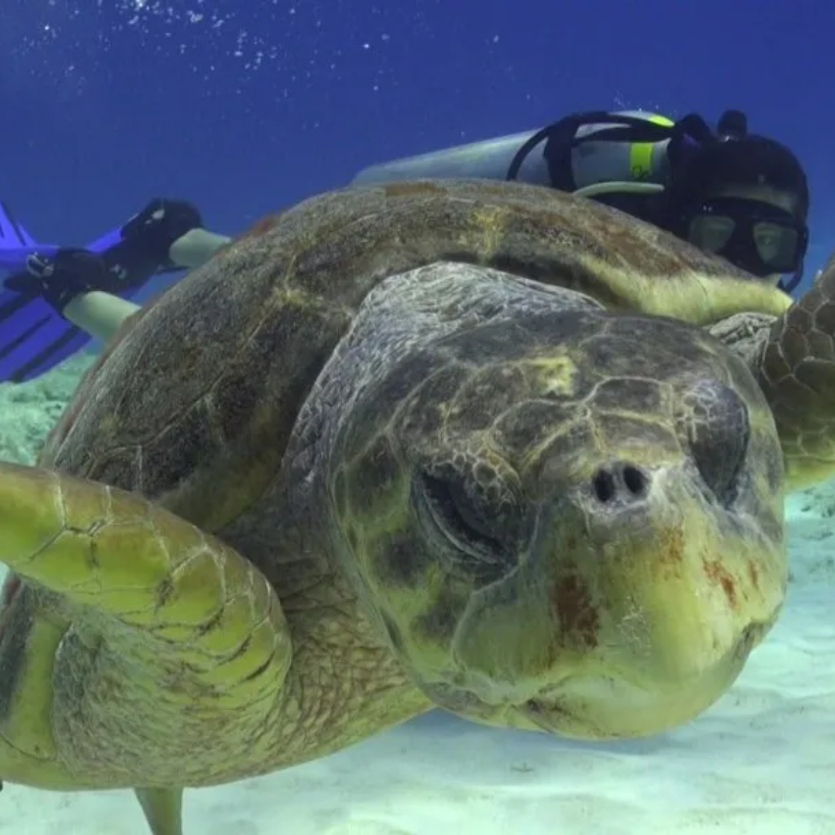 Salty Endeavors Cozumel: The Complete Guide — Cozumel, Mexico