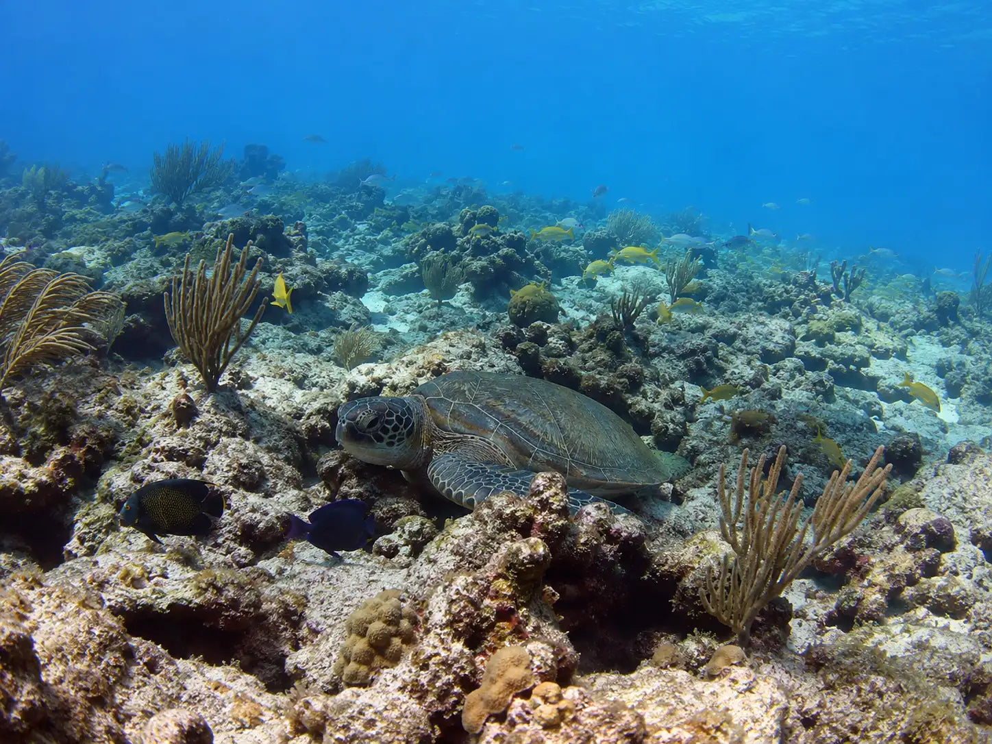 San Clemente Cozumel: Complete Dive Site Guide