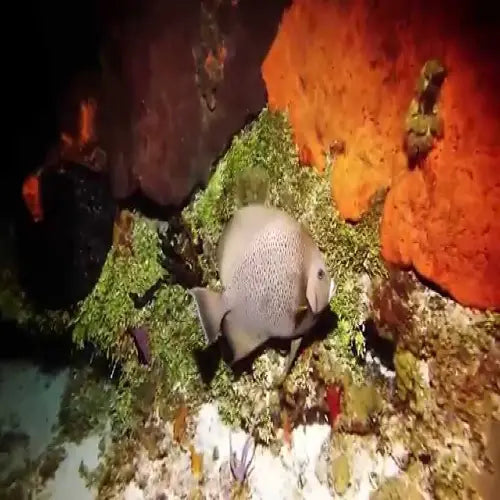 San Francisco Reef Cozumel Dive Site dive site in Cozumel, Mexico — underwater reef photo — gallery photo