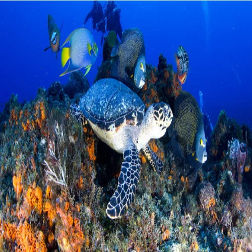 San Juan Reef Cozumel Dive Site dive site in Cozumel, Mexico — underwater reef photo — gallery photo