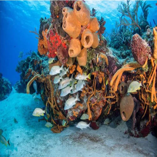 San Juan Reef Cozumel Dive Site dive site in Cozumel, Mexico — underwater reef photo — gallery photo