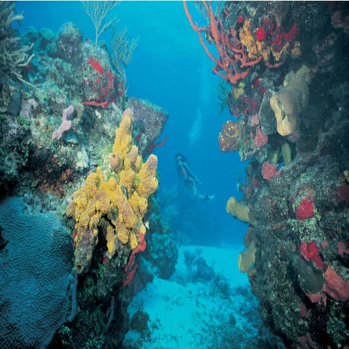 San Juan Reef Cozumel Dive Site dive site in Cozumel, Mexico — underwater reef photo — gallery photo