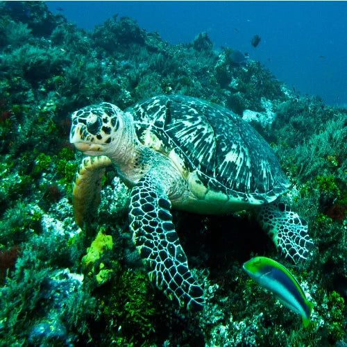 San Juan Reef Cozumel Dive Site dive site in Cozumel, Mexico — underwater reef photo — gallery photo