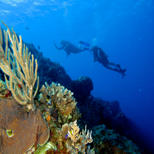 Santa Rosa Wall Cozumel: Complete Dive Site Guide dive site in Cozumel, Mexico — underwater reef photo