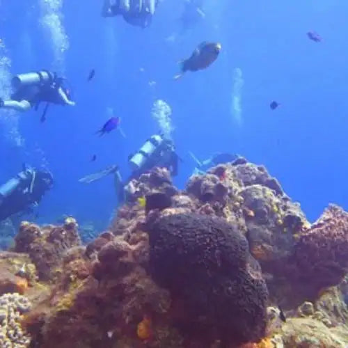 Chen Rio Reef Cozumel Dive Site dive site in Cozumel, Mexico — underwater reef photo — gallery photo