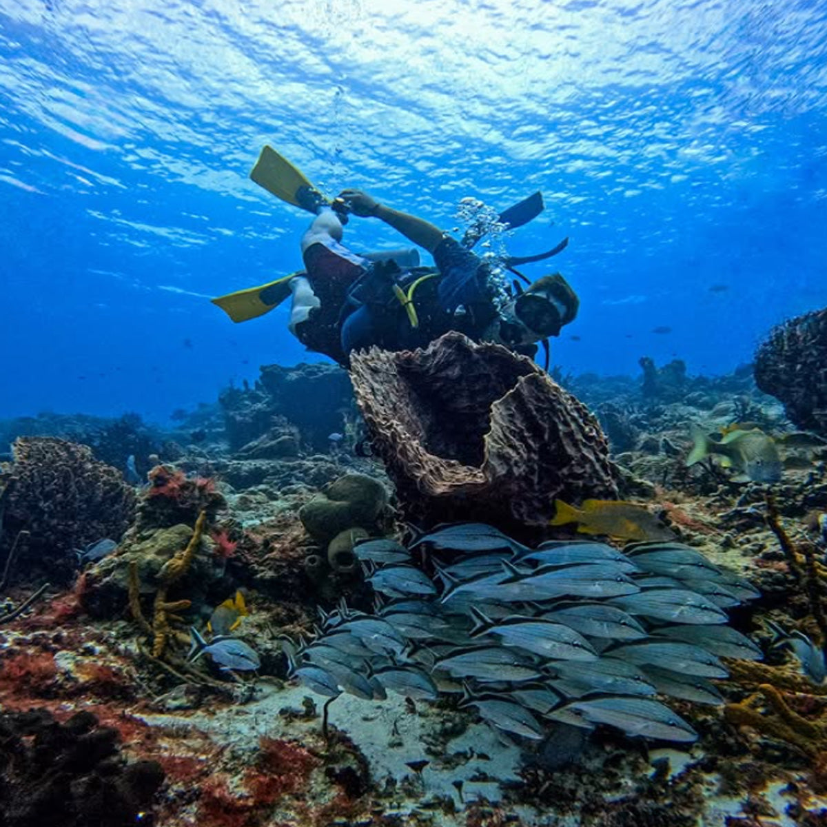 Scuba Du Cozumel: The Complete Guide — Cozumel, Mexico