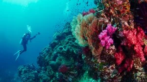 SSI Coral Identification Course in Cozumel