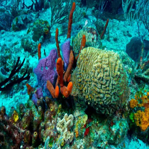 Tormentos Reef Cozumel Dive Site dive site in Cozumel, Mexico — underwater reef photo — gallery photo