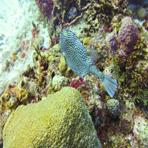 Punta Tunich Reef – Cozumel Dive Site Guide dive site in Cozumel, Mexico — underwater reef photo — gallery photo