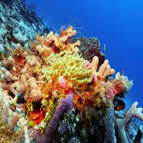 Chankanaab Bolones Dive Site dive site in Cozumel, Mexico — underwater reef photo — gallery photo