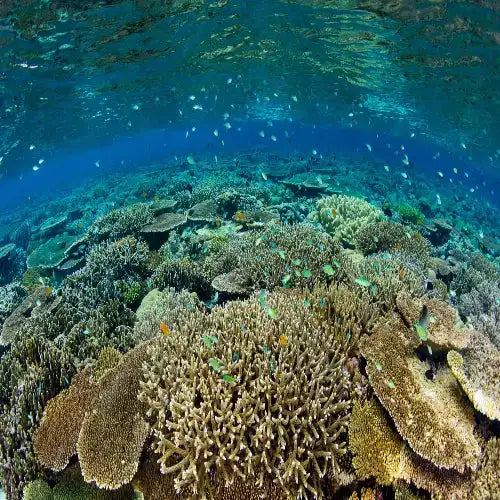 C-53 Shipwreck Dive Site dive site in Cozumel, Mexico — underwater reef photo — gallery photo