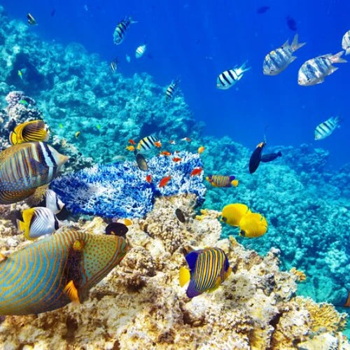 San Juan Reef Cozumel Dive Site dive site in Cozumel, Mexico — underwater reef photo — gallery photo