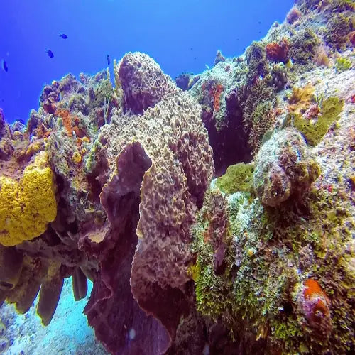 Colombia Deep Reef Cozumel Dive Site dive site in Cozumel, Mexico — underwater reef photo — gallery photo