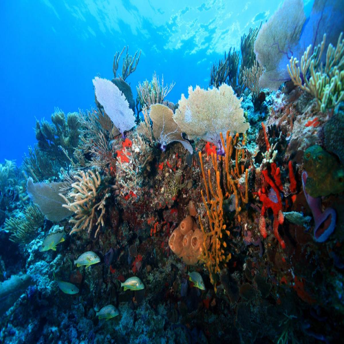 Villa Blanca Wall Dive Site – Cozumel dive site in Cozumel, Mexico — underwater reef photo — gallery photo