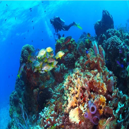 Villa Blanca Wall Dive Site – Cozumel dive site in Cozumel, Mexico — underwater reef photo — gallery photo