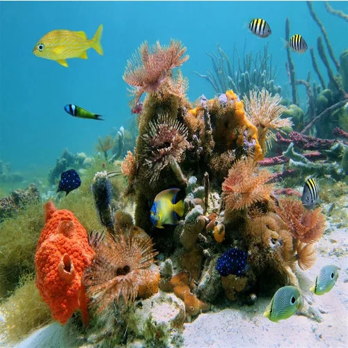 Villa Blanca Wall Dive Site – Cozumel dive site in Cozumel, Mexico — underwater reef photo — gallery photo