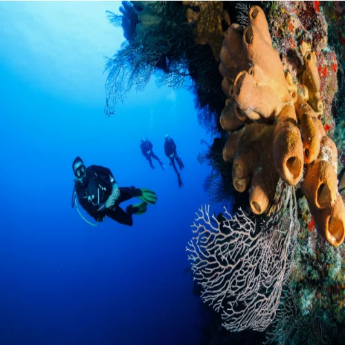 Villa Blanca Wall Dive Site – Cozumel dive site in Cozumel, Mexico — underwater reef photo — gallery photo