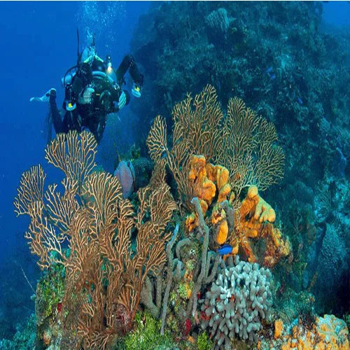 Villa Blanca Wall Dive Site – Cozumel dive site in Cozumel, Mexico — underwater reef photo — gallery photo