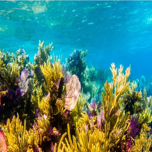Villa Blanca Wall Dive Site – Cozumel dive site in Cozumel, Mexico — underwater reef photo — gallery photo