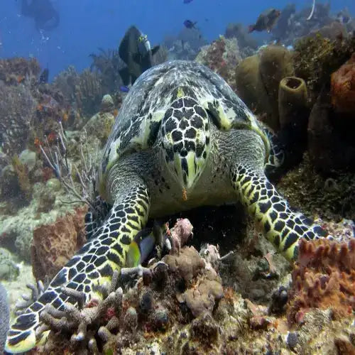 Chankanaab Bolones Dive Site dive site in Cozumel, Mexico — underwater reef photo — gallery photo