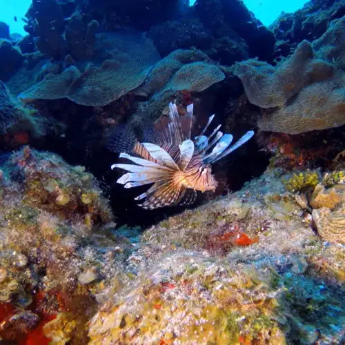 Chankanaab Bolones Dive Site dive site in Cozumel, Mexico — underwater reef photo — gallery photo